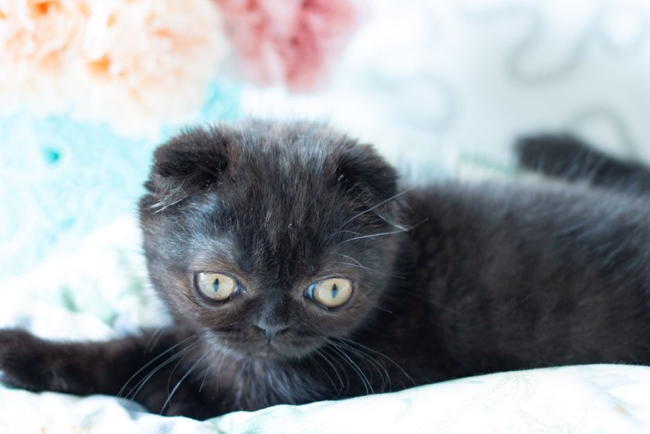 Шотландская вислоухая кошка