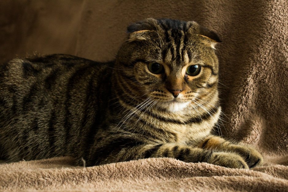 Черные Шотландские вислоухие котята
