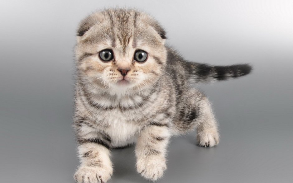 Шотландская вислоухая кошка черная