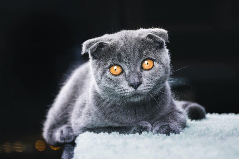 Недовольный серый шотландский вислоухий кот