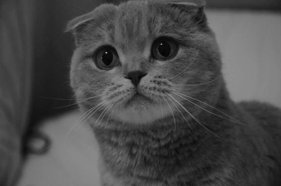 Скоттиш фолд черный