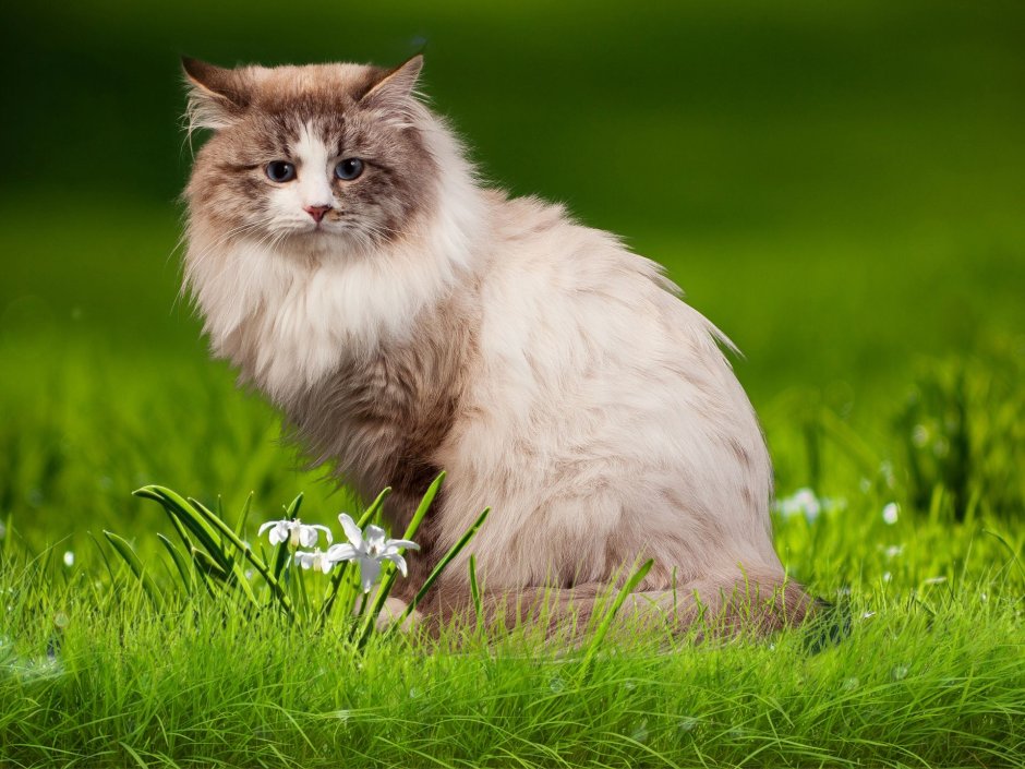 Сибирская кошка