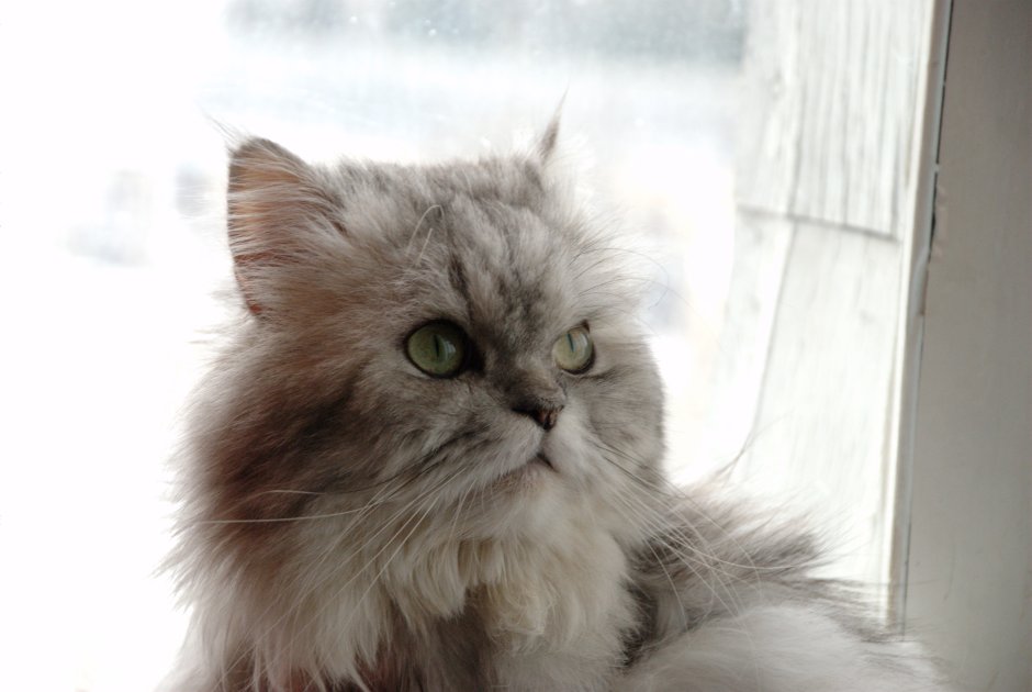 Мой домашний любимец Персидская кошка