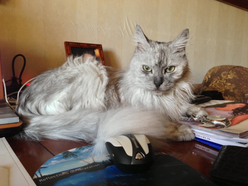 Гималайский кот черный