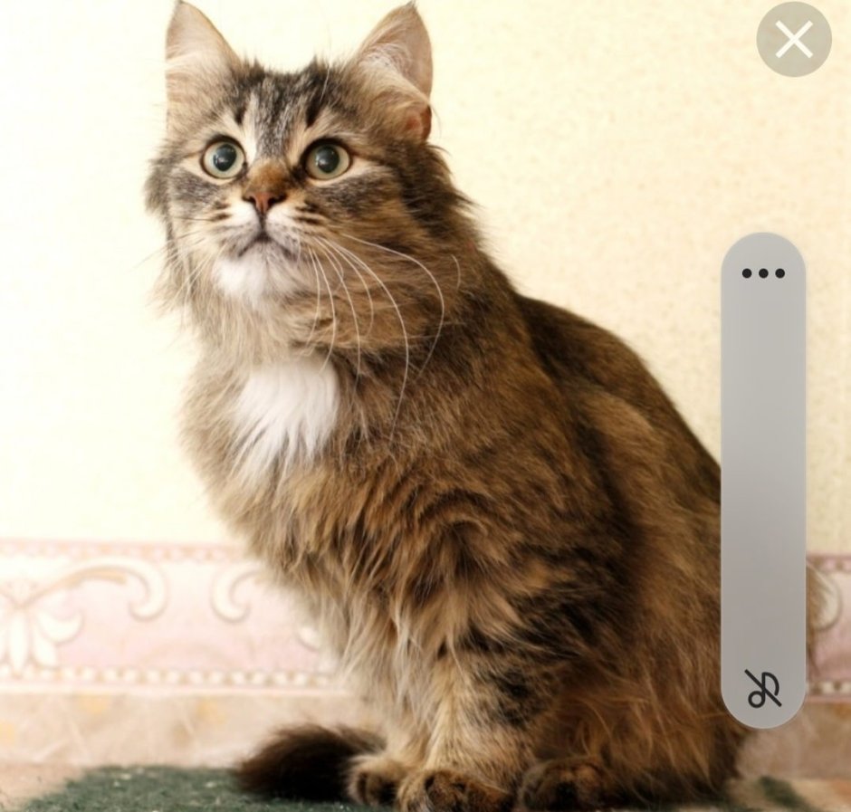 Виски Лесной кот