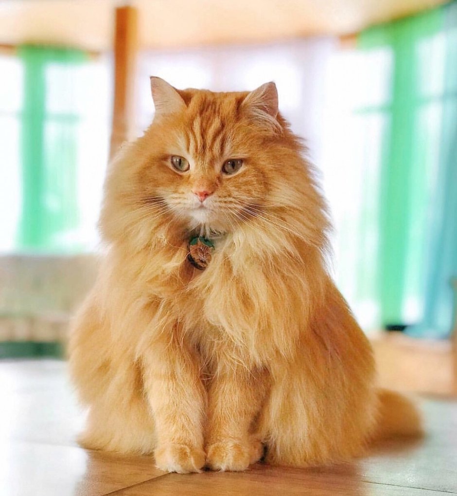 Домашняя длинношерстная кошка
