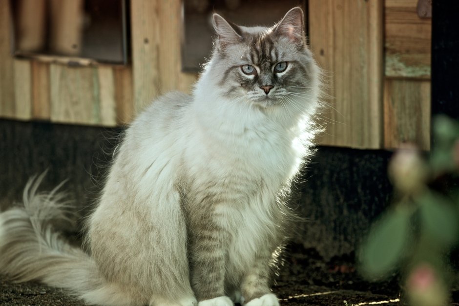 Сибирский длинношерстный кот