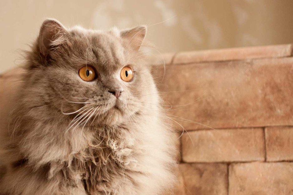 Lilac long hair Cat British