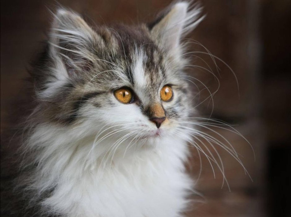 Шотландская длинношерстная Лесная кошка