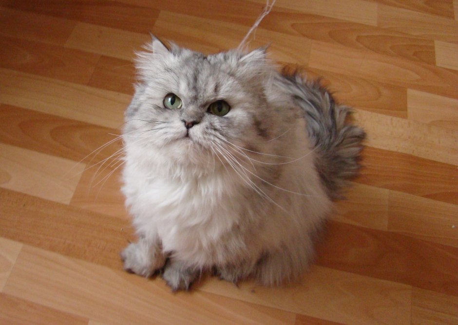 Полосатый длинношерстный Сибирский кот