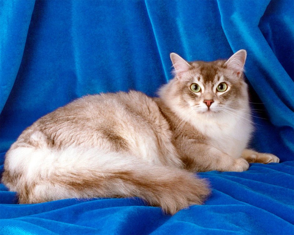 Chat кот