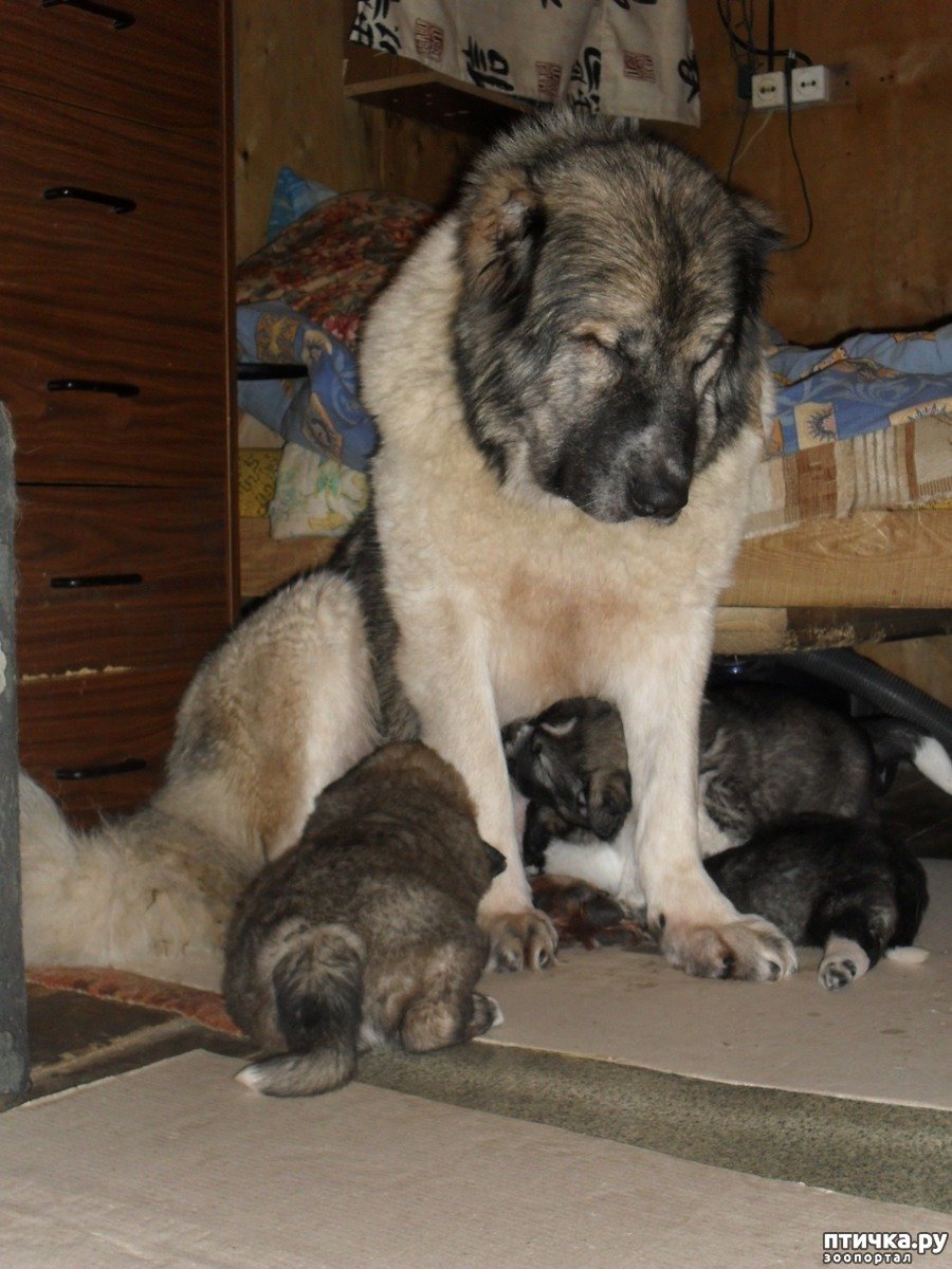 Кавказская овчарка щенок