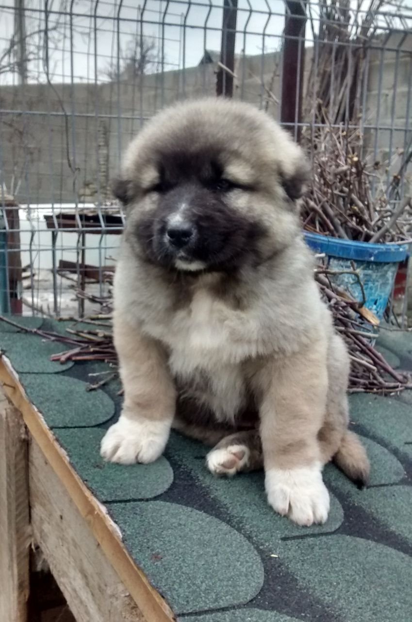 Фора фая Кавказская овчарка