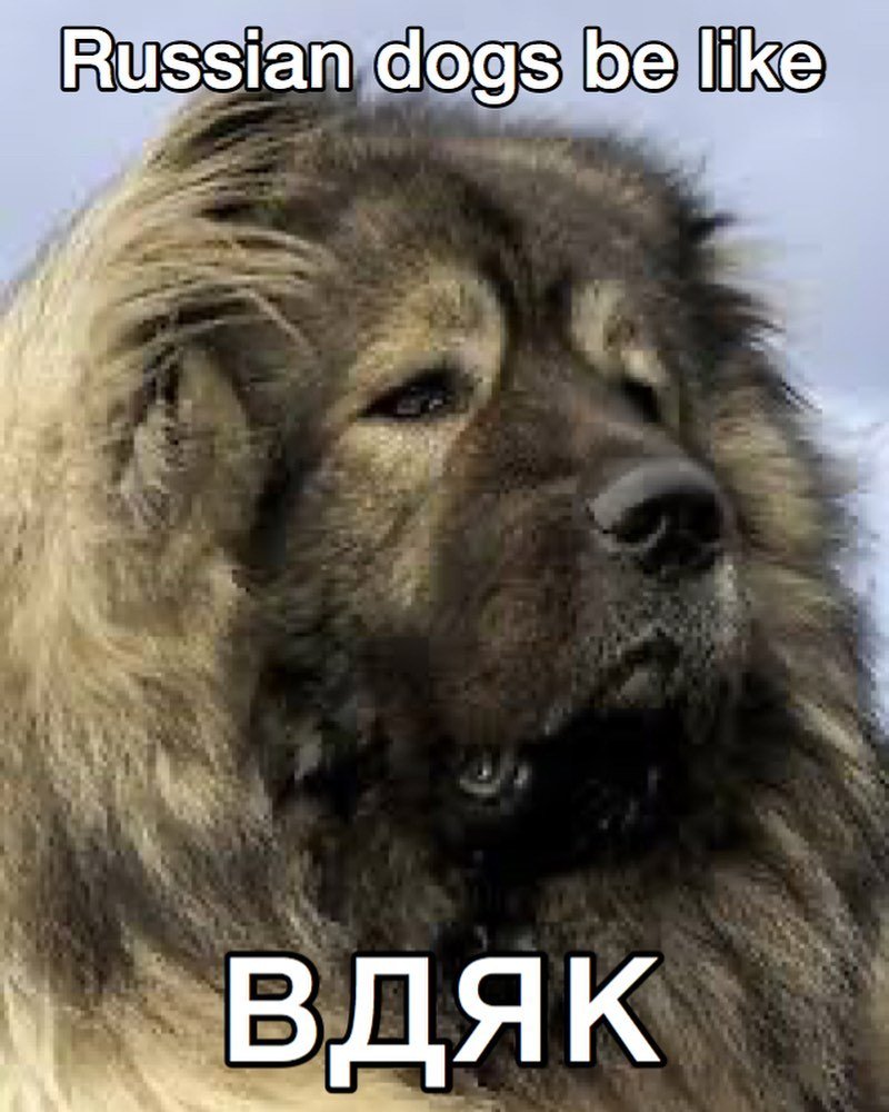 Алабай и Леонбергер