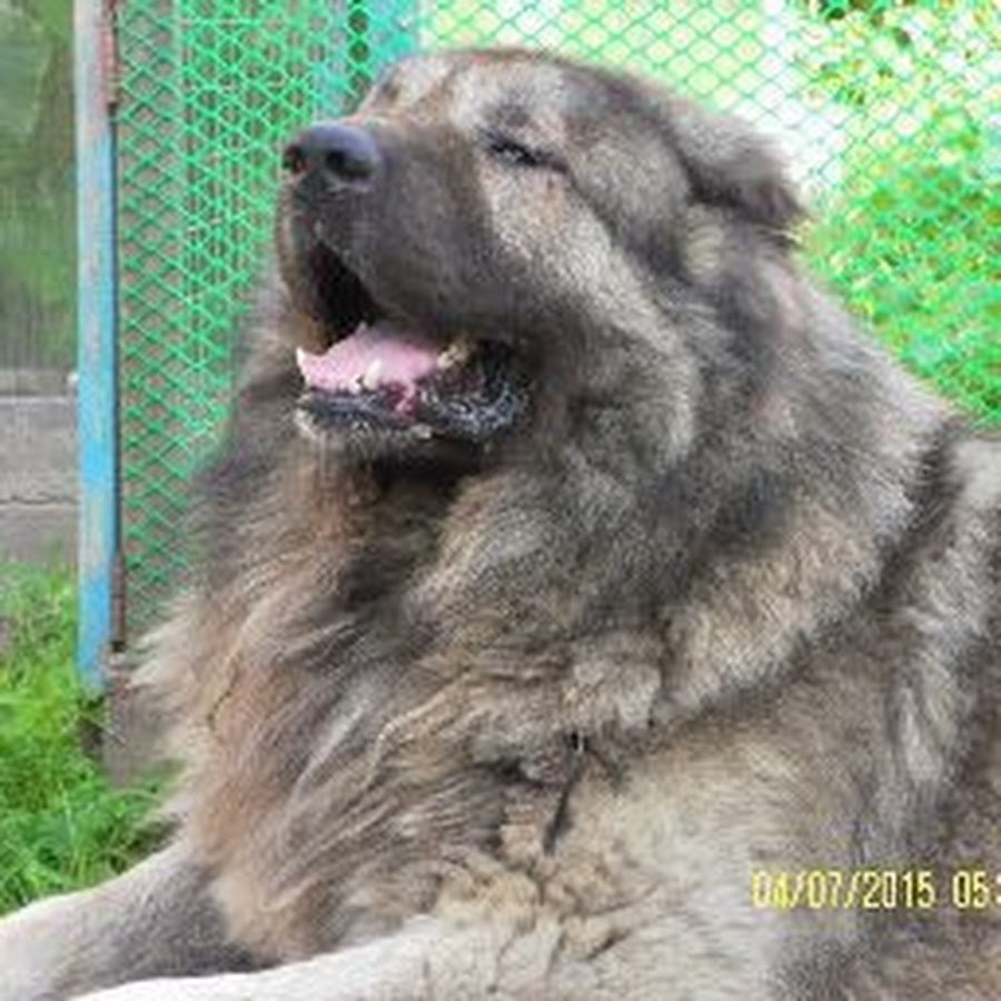 Беспородный Кавказская овчарка