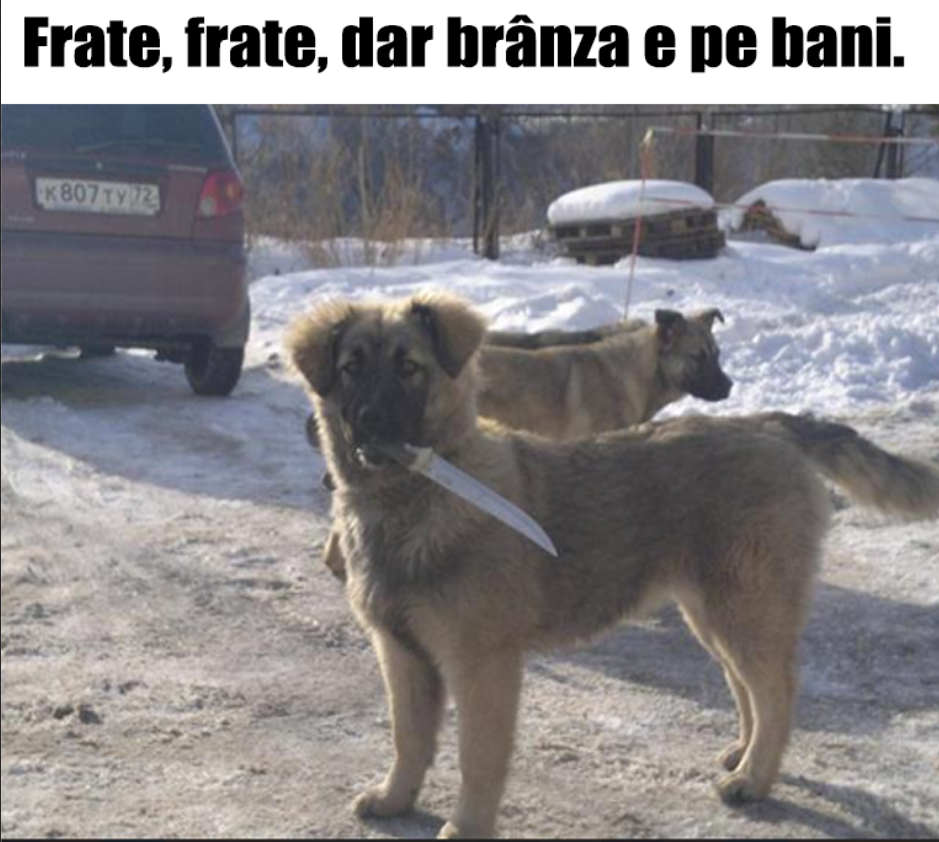 Кутята кавказской овчарки