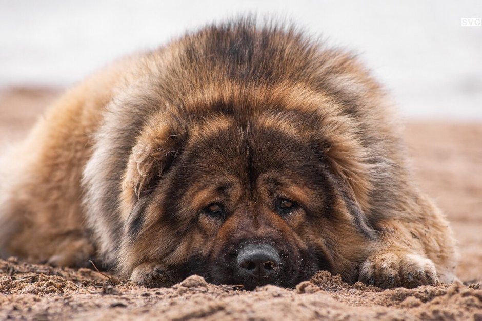 Кавказская овчарка