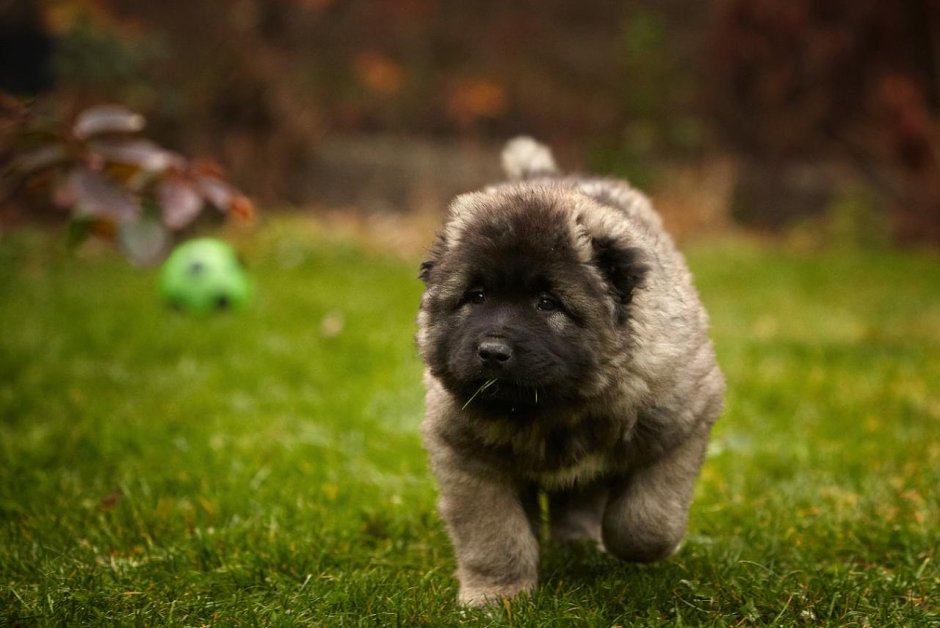 Новорожденные щенки кавказской овчарки