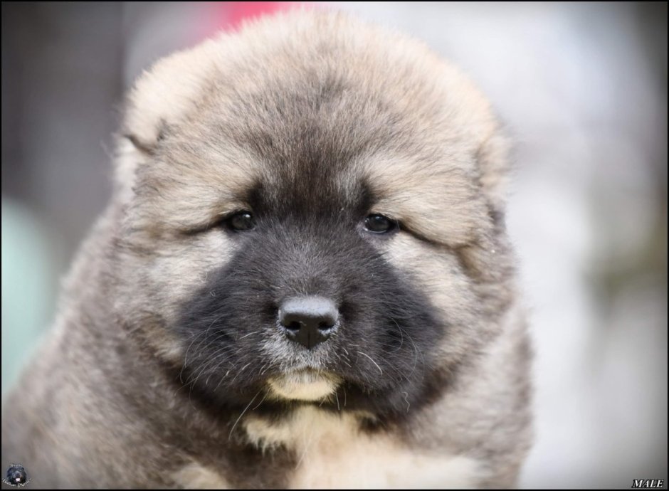 Чау чау мастиф