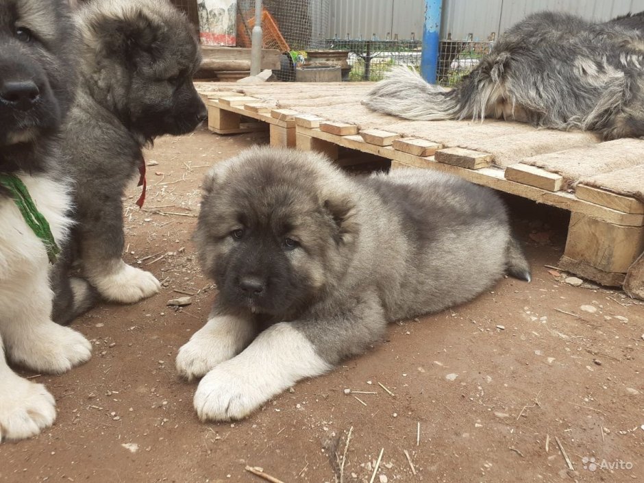 Кавказская овчарка лохматая
