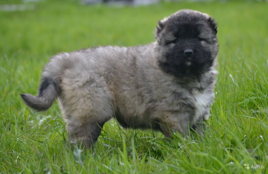 Брянская овчарка купить