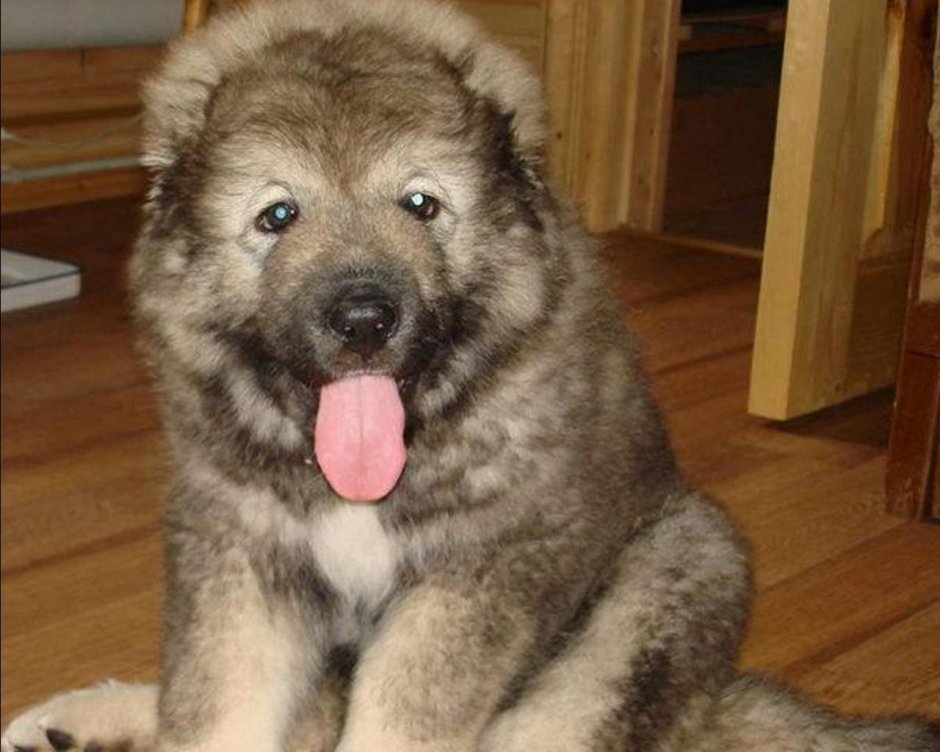 Армянская Кавказская овчарка кутята