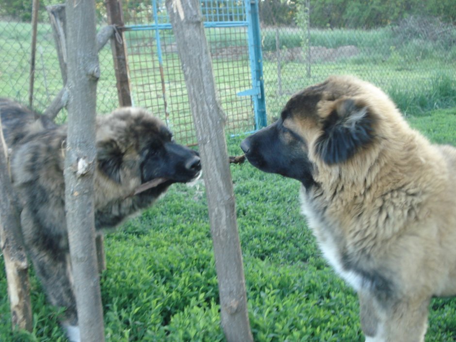 Арсенал Ермака Кавказская овчарка