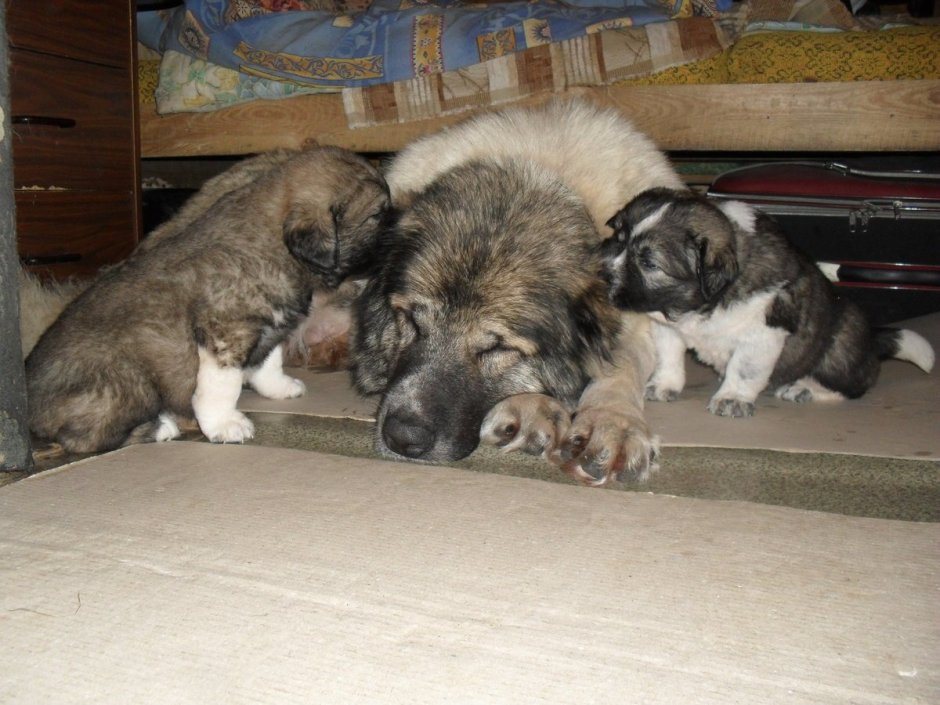 Щенки гладкошерстной кавказской овчарки