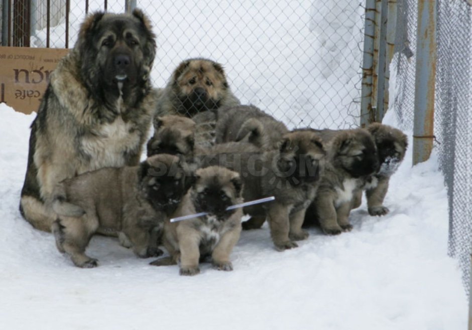 Московская сторожевая Акита