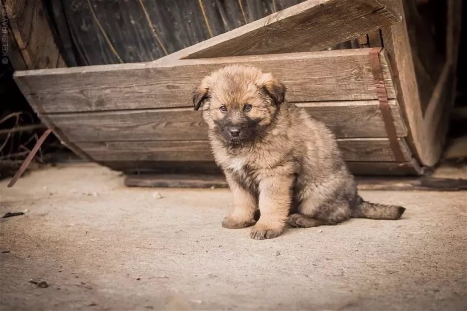 Кавказская овчарка щенок