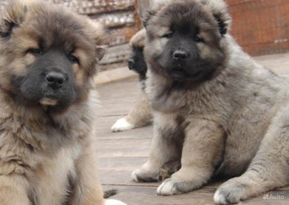 Кавказская овчарка дрессура