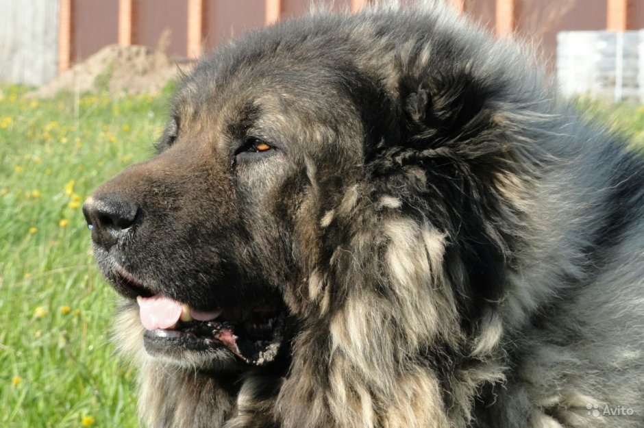 Щенок кавказской овчарки 1 месяц