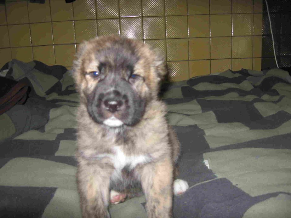 Кавказская овчарка