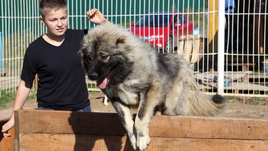 Кавказская овчарка Топуш