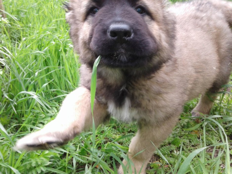 Щенок кавказской овчарки с ушами