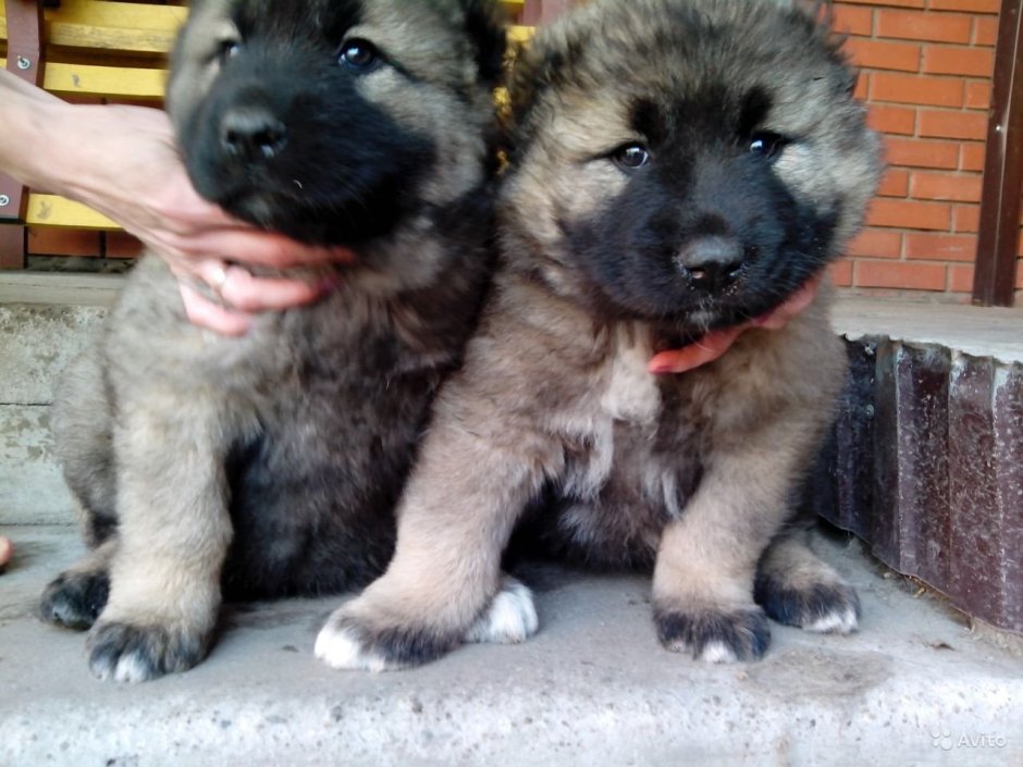 Новорожденные щенки кавказской овчарки