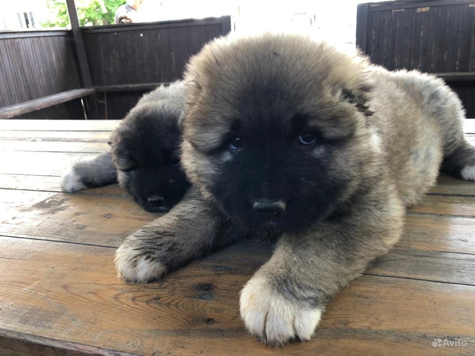 Кутята кавказской овчарки