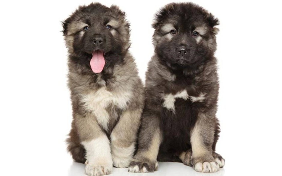 Кавказская овчарка вектор