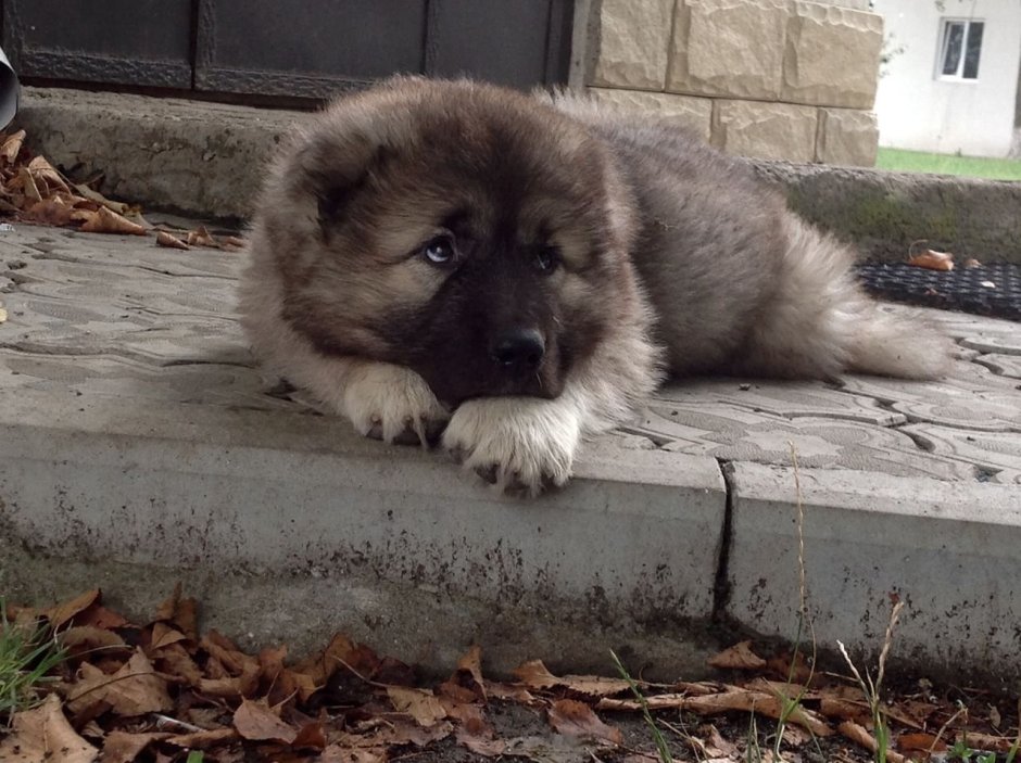 Кутенок кавказской овчарки 3 месяца