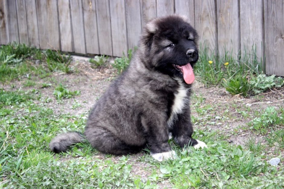 Кавказская овчарка с ножом в зубах