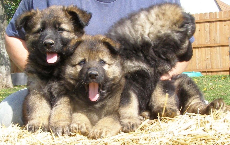 Кавказская овчарка батыр