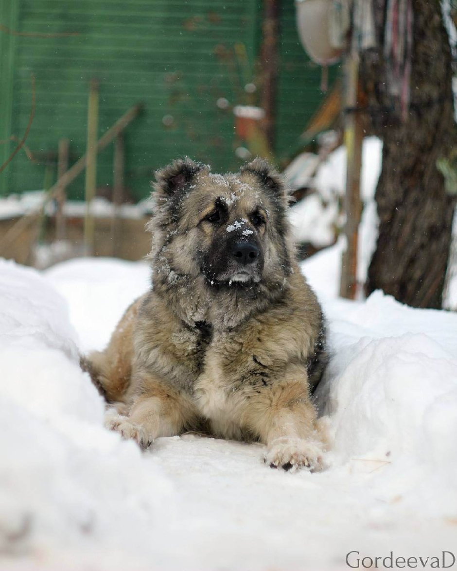 Кавказская овчарка черная