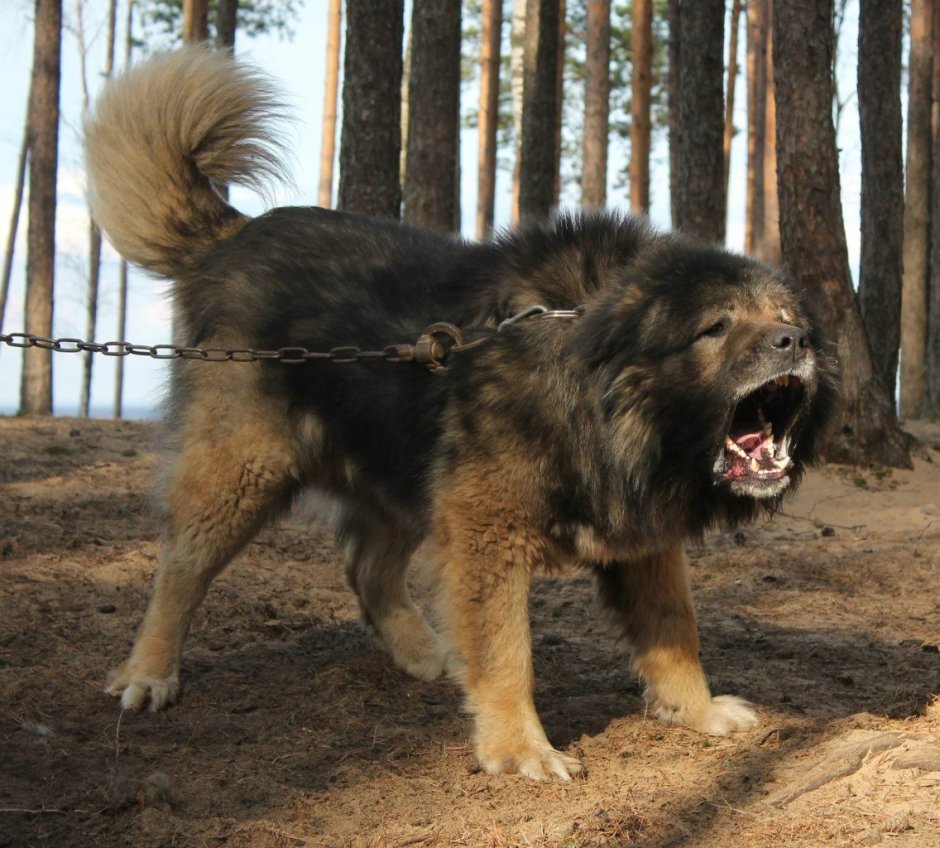 Болезни кавказских овчарок