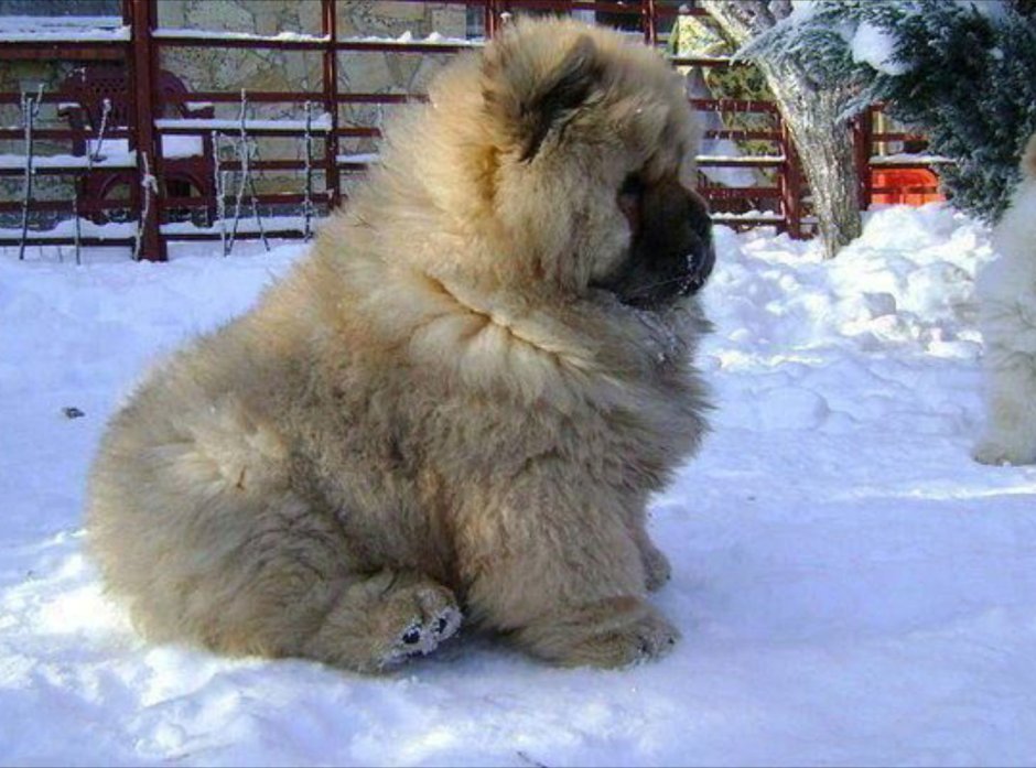 Кавказская овчарка гладкошерстная