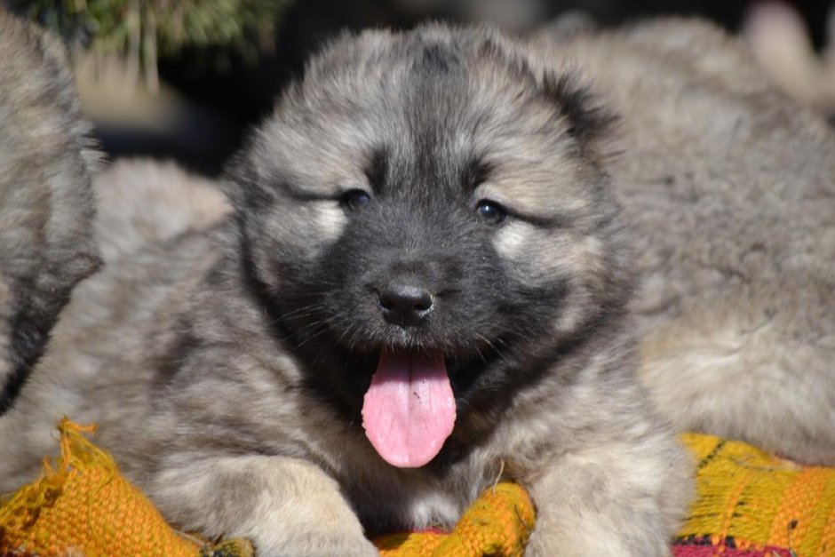 Щенок кавказской овчарки купить в СПБ