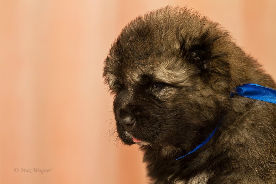 Щенок овчарки и кавказца