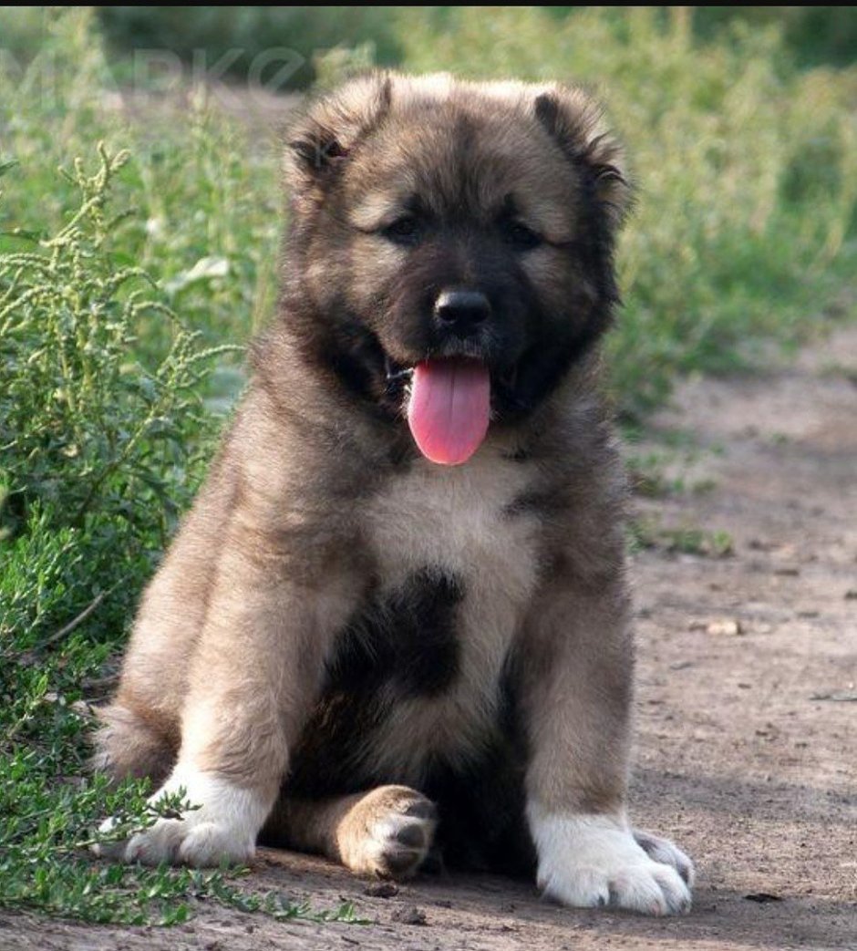 Питомник собак Кавказская овчарка