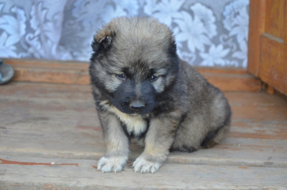 Овчарка за забором