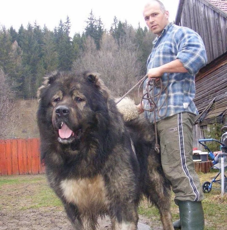 Кавказская овчарка зима