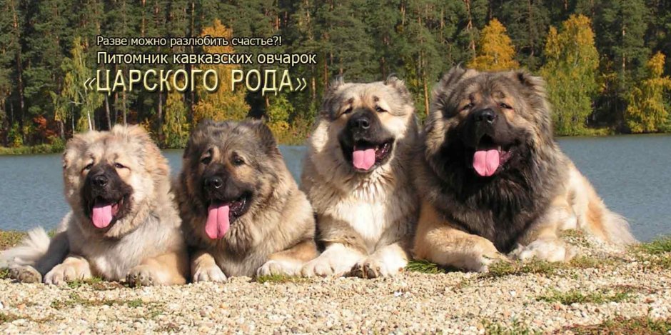 Шарпланинац Шарпланинская овчарка